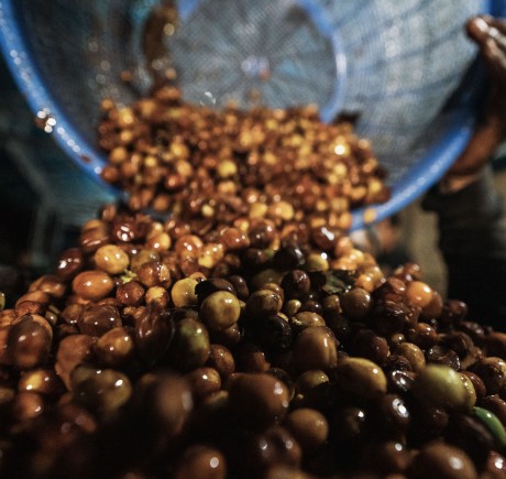 INDONESIA coffee beans
