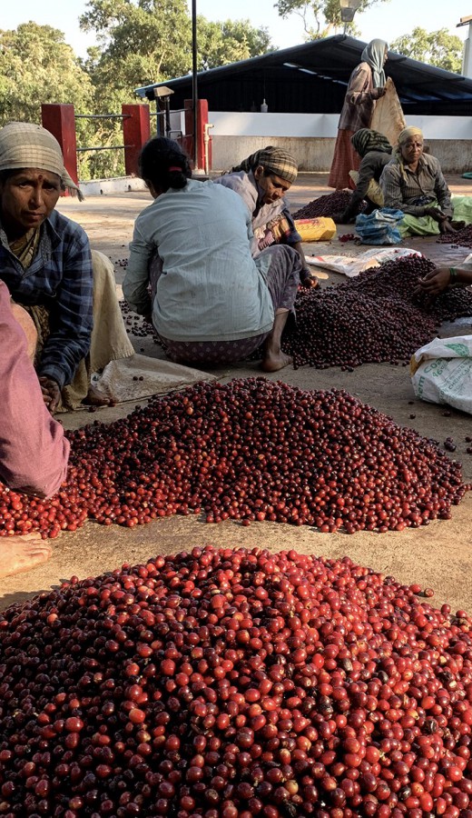 INDIA coffee beans